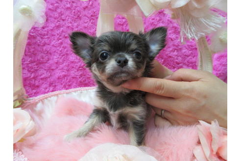 成約済の京都府のチワワ(ロングコート)-67708の6枚目