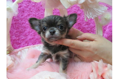 成約済の京都府のチワワ(ロングコート)-67708