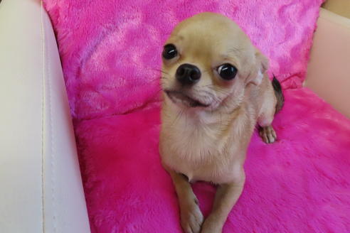 成約済の京都府のチワワ(スムースコート)-67709