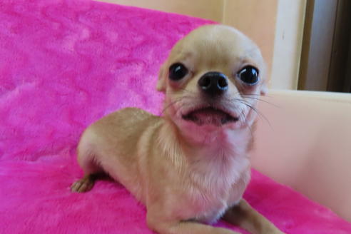 成約済の京都府のチワワ(スムースコート)-67709の4枚目