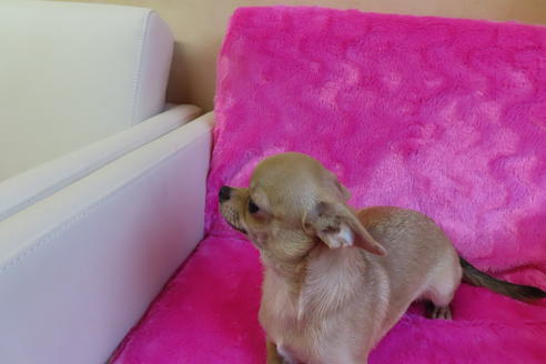 成約済の京都府のチワワ(スムースコート)-67709の3枚目