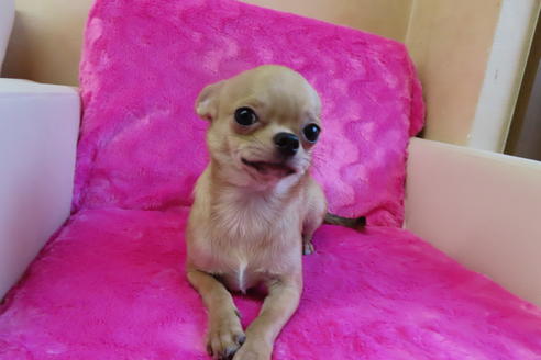 成約済の京都府のチワワ(スムースコート)-67709の2枚目