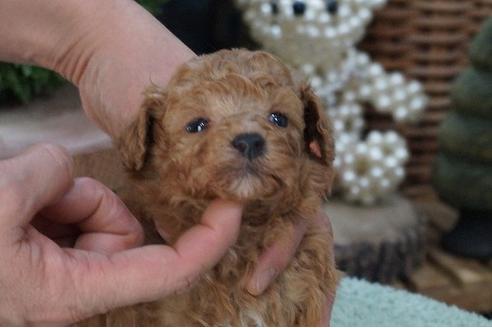 成約済の京都府のティーカッププードル-67752の3枚目