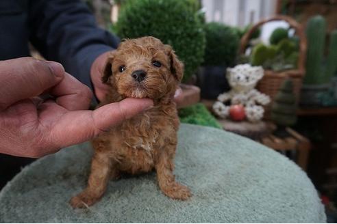 成約済の京都府のティーカッププードル-67752の2枚目