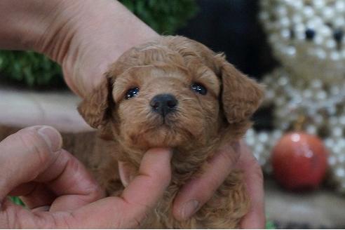 成約済の京都府のティーカッププードル-67758の3枚目