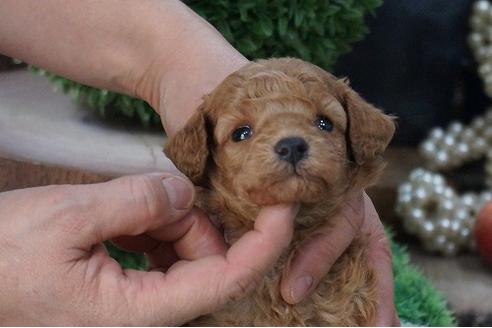 成約済の京都府のティーカッププードル-67758の2枚目