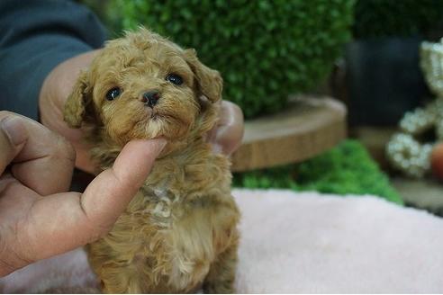 成約済の京都府のティーカッププードル-67766の1枚目