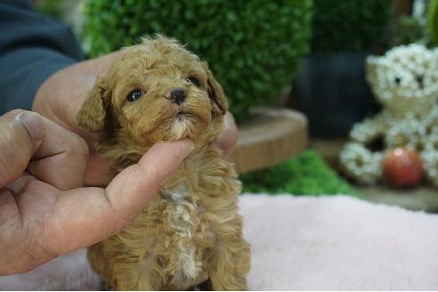 成約済の京都府のティーカッププードル-67766の3枚目