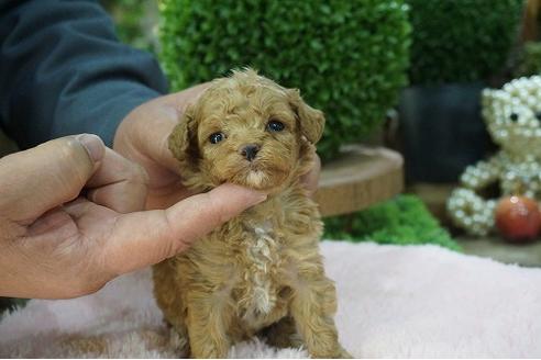 成約済の京都府のティーカッププードル-67766の2枚目