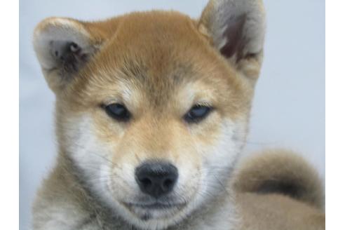 成約済の愛知県の柴犬-63439の8枚目