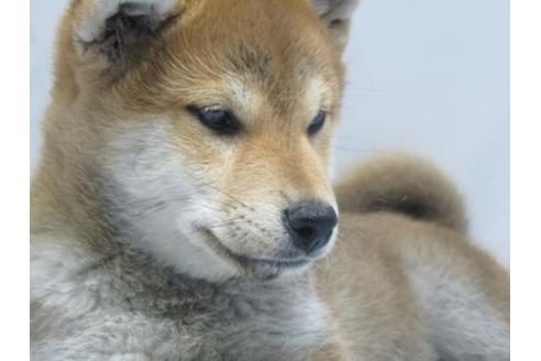 成約済の愛知県の柴犬-63439の6枚目