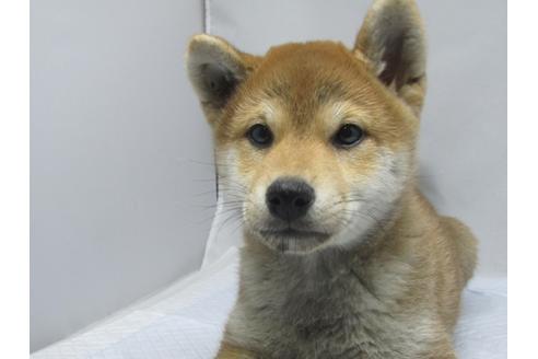 成約済の愛知県の柴犬-63439の5枚目