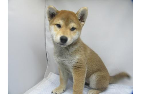 成約済の愛知県の柴犬-63439の4枚目
