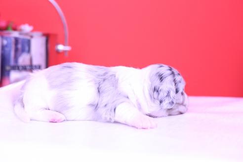 成約済の愛知県のミニチュアダックスフンド(ロングヘアード)-67787の6枚目