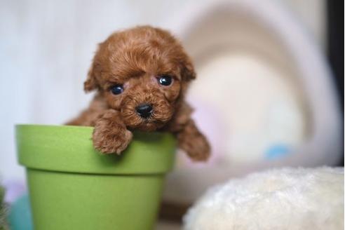 成約済の滋賀県のトイプードル-67791の1枚目