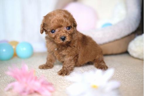 成約済の滋賀県のトイプードル-67791の3枚目