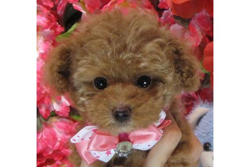 成約済の茨城県のトイプードル-67829の3枚目