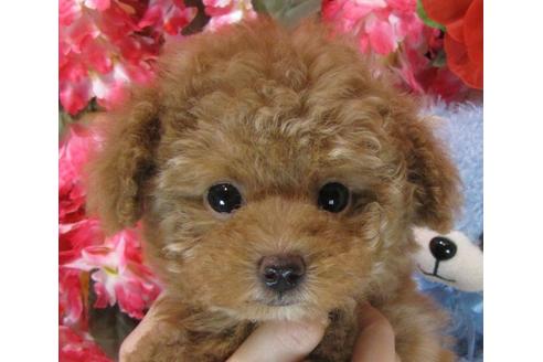 成約済の茨城県のトイプードル-67829の2枚目