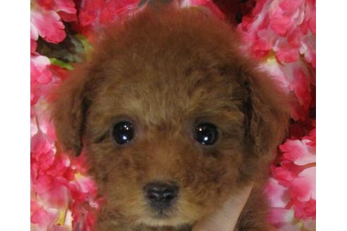 成約済の茨城県のトイプードル-67830の3枚目