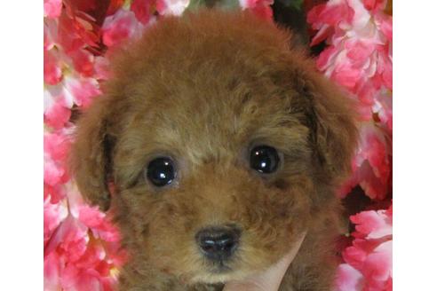 成約済の茨城県のトイプードル-67830の2枚目