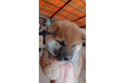 成約済の徳島県の柴犬-67831の2枚目
