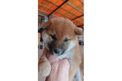 成約済の徳島県の柴犬-67831の1枚目