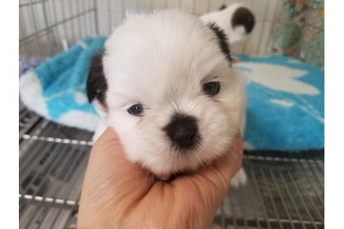 成約済の愛知県のシーズー-66313の1枚目