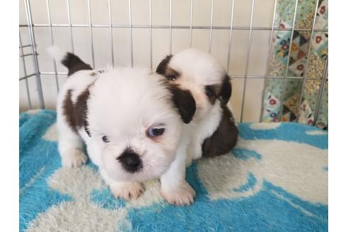 成約済の愛知県のシーズー-66313の4枚目