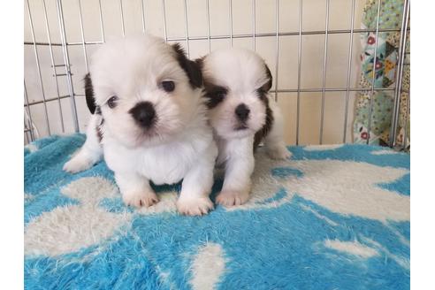 成約済の愛知県のシーズー-66313の3枚目