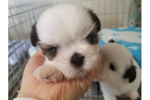 成約済の愛知県のシーズー-66312の1枚目