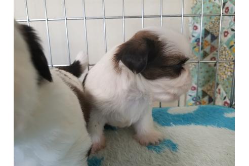 成約済の愛知県のシーズー-66312の3枚目