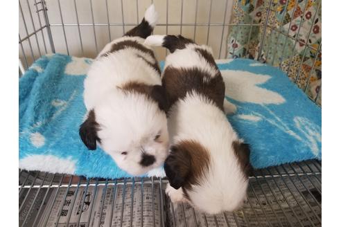 成約済の愛知県のシーズー-66312の2枚目