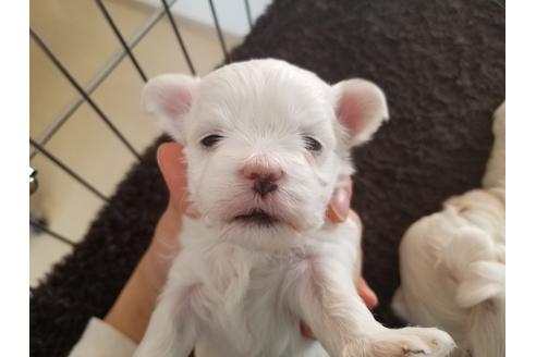 成約済の愛知県のマルチーズ-66318の1枚目