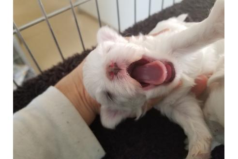 成約済の愛知県のマルチーズ-66318の3枚目