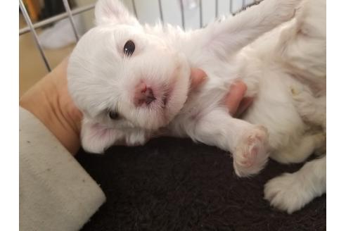 成約済の愛知県のマルチーズ-66318の2枚目