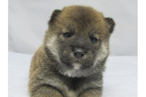 成約済の愛知県の柴犬-67858の5枚目