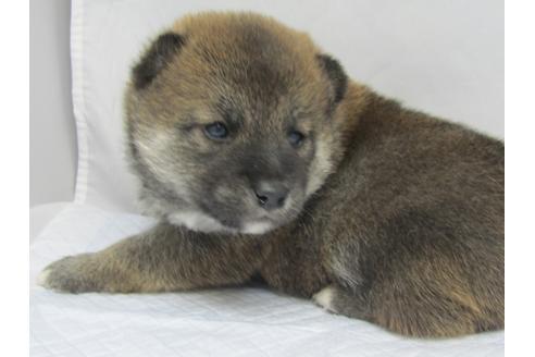 成約済の愛知県の柴犬-67858の4枚目