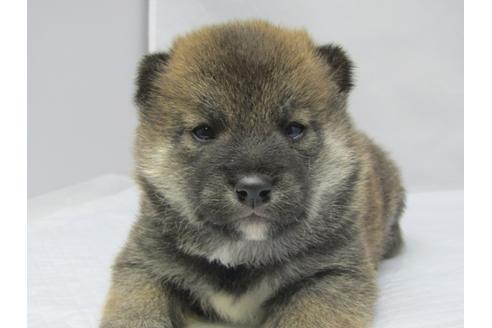 成約済の愛知県の柴犬-67858の2枚目