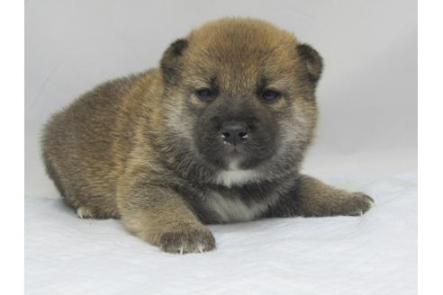成約済の愛知県の柴犬-67859の8枚目