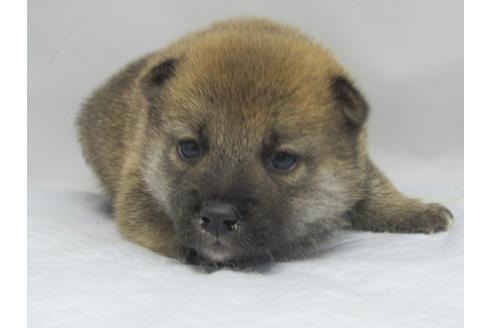成約済の愛知県の柴犬-67859の7枚目