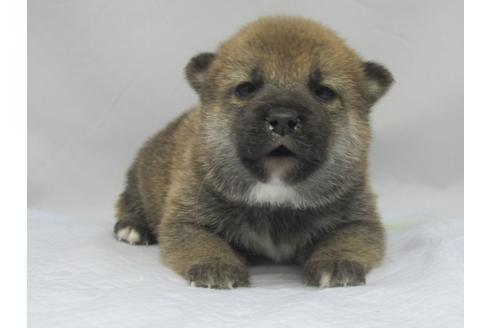 成約済の愛知県の柴犬-67859の6枚目