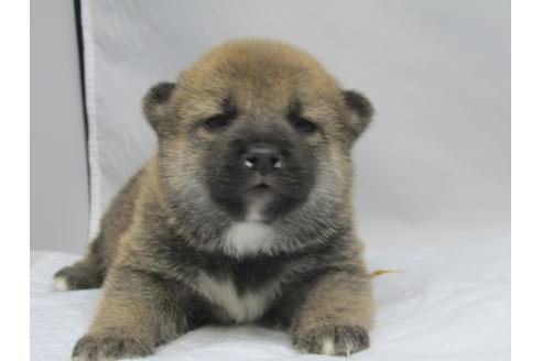 成約済の愛知県の柴犬-67859の4枚目