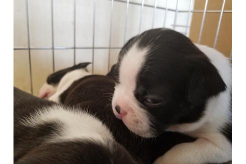 成約済の愛知県のボストンテリア-67872の1枚目