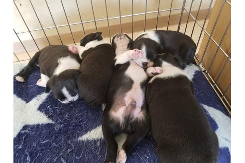 成約済の愛知県のボストンテリア-67872の3枚目