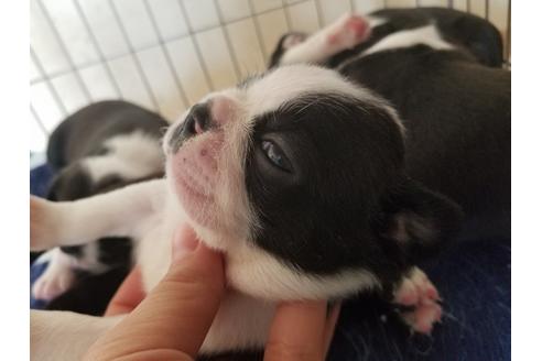 成約済の愛知県のボストンテリア-67872の2枚目