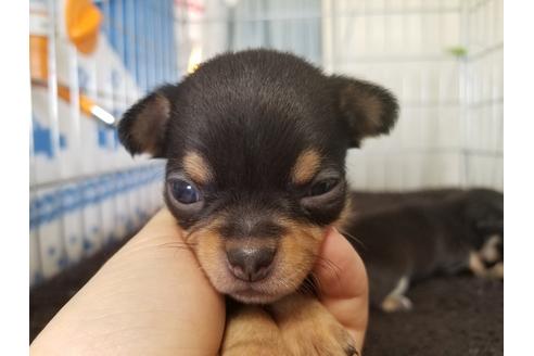 成約済の愛知県のチワワ(スムースコート)-67875