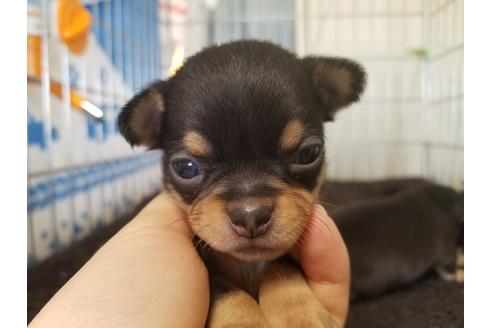 成約済の愛知県のチワワ(スムースコート)-67875の3枚目