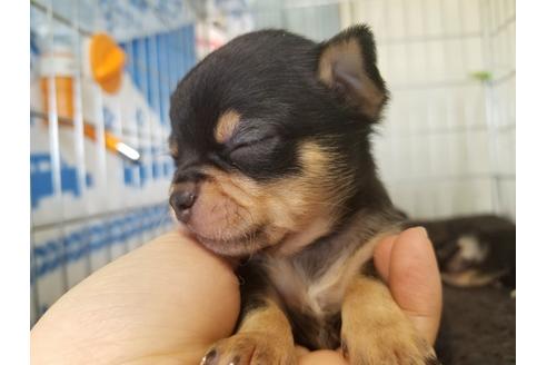 成約済の愛知県のチワワ(スムースコート)-67875の2枚目