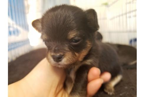 成約済の愛知県のチワワ(ロングコート)-67876