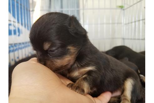 成約済の愛知県のチワワ(ロングコート)-67876の2枚目